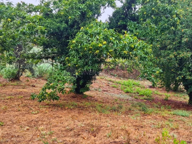 Quinta T2 para Venda em Cernache do Bonjardim, Nesperal e Palhais Foto 19