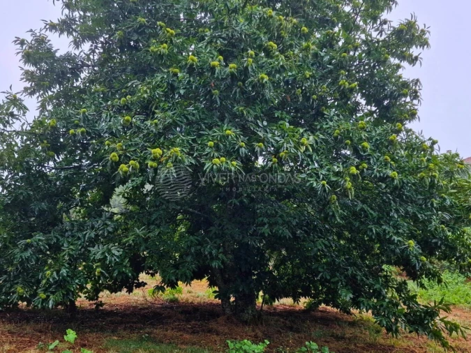 Quinta T2 para Venda em Cernache do Bonjardim, Nesperal e Palhais Foto 20