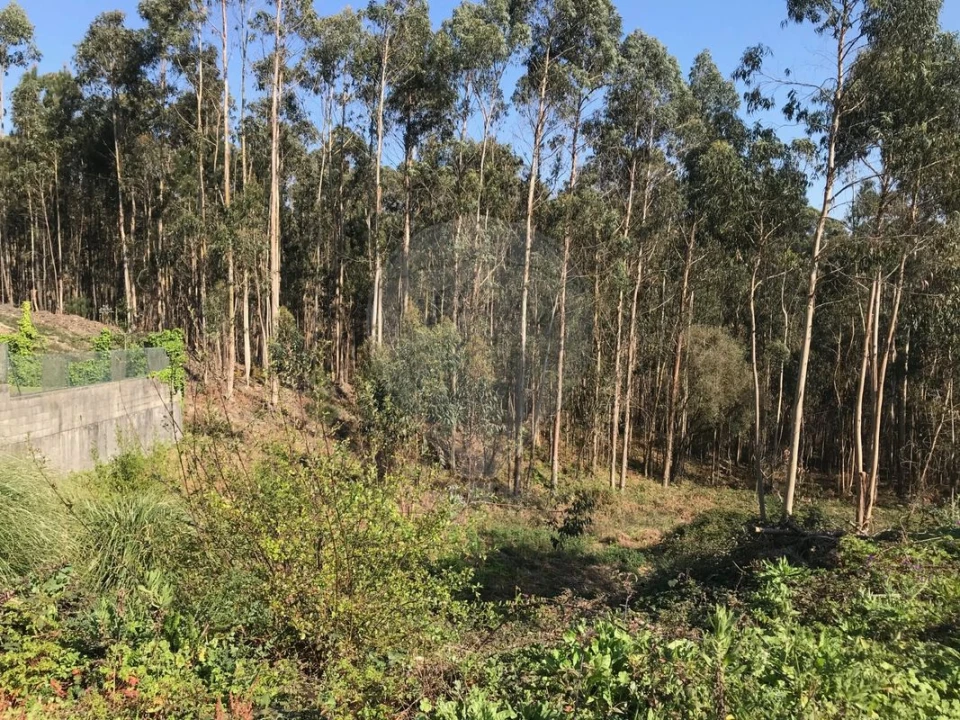 Terreno para Venda em Escapães Foto 7