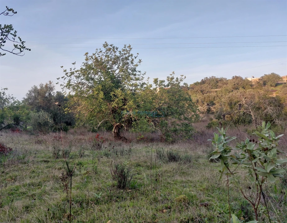 Terreno Agricola ou Rústico para Venda em Santa Barbara de Nexe Foto 4