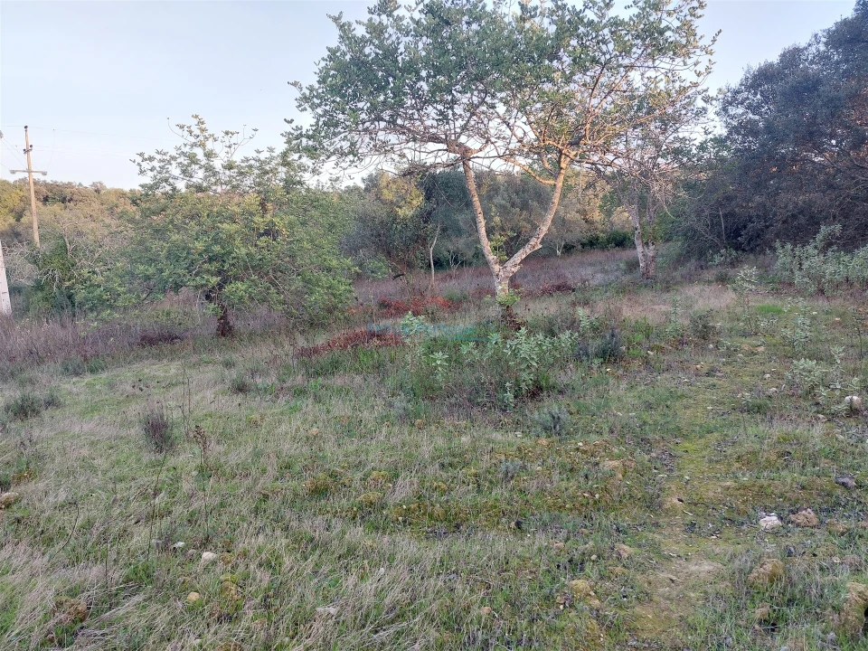 Terreno Agricola ou Rústico para Venda em Santa Barbara de Nexe Foto 3