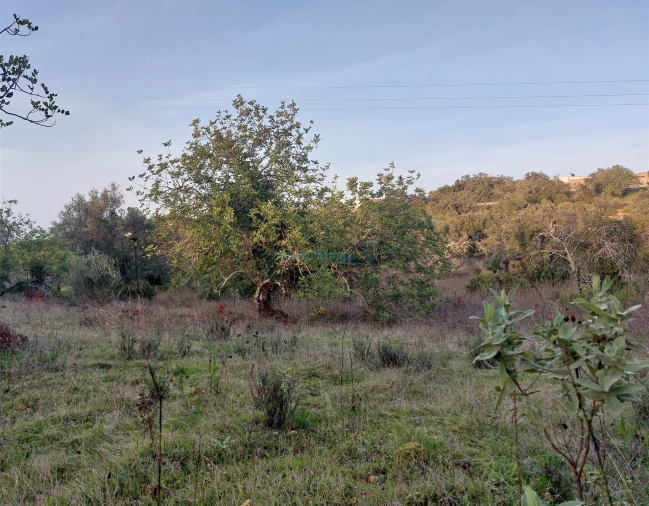 Terreno Agricola ou Rústico para Venda em Santa Barbara de Nexe Foto 4
