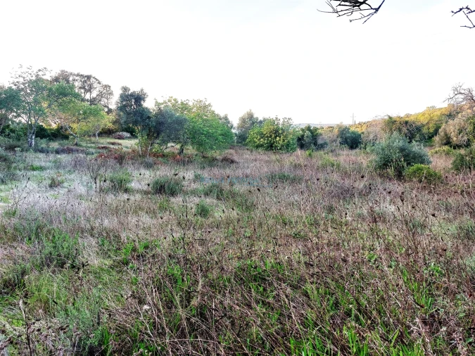Terreno Agricola ou Rústico para Venda em Santa Barbara de Nexe Foto 7