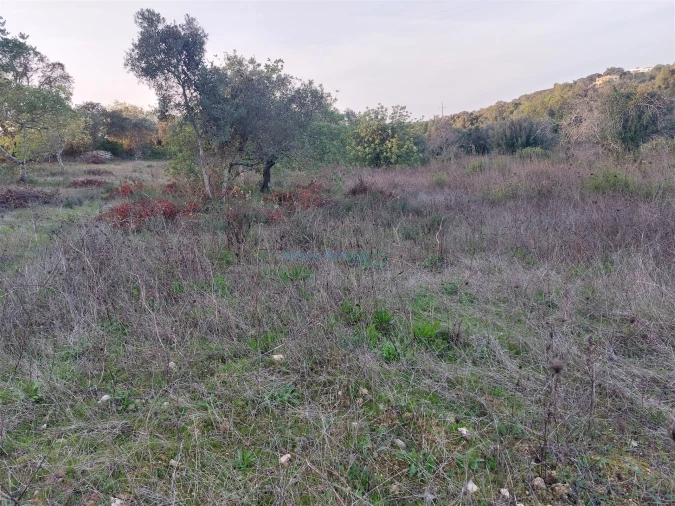 Terreno Agricola ou Rústico para Venda em Santa Barbara de Nexe Foto 5