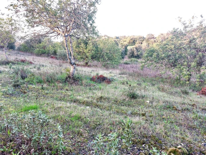 Terreno Agricola ou Rústico para Venda em Santa Barbara de Nexe Foto 8