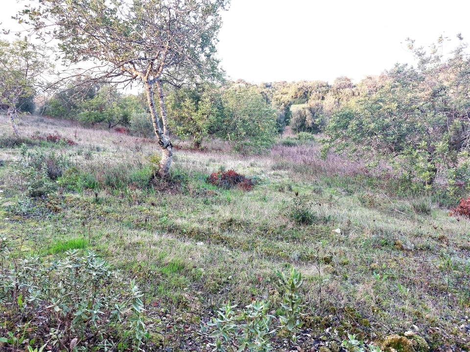 Terreno Agricola ou Rústico para Venda em Santa Barbara de Nexe Foto 8