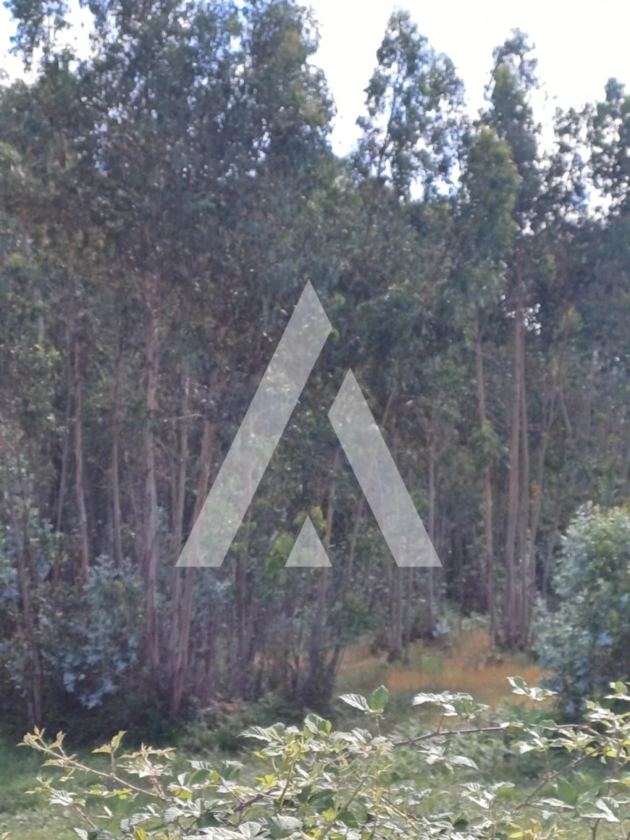 Terreno para Venda em Oleiros Foto 7