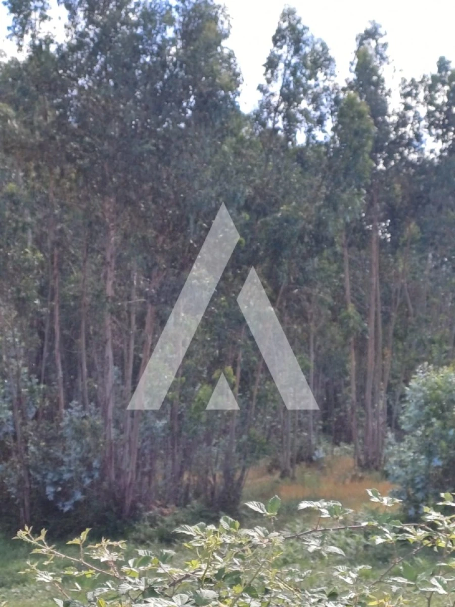 Terreno para Venda em Oleiros Foto 7