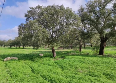 Terreno para Venda em Poceirão e Marateca