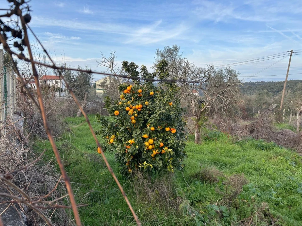 Terreno para Venda em Alvega e Concavada Foto 5