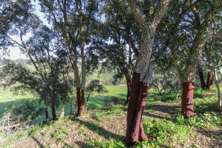 Moradia T2 para Venda em Povoa da Isenta Foto 14