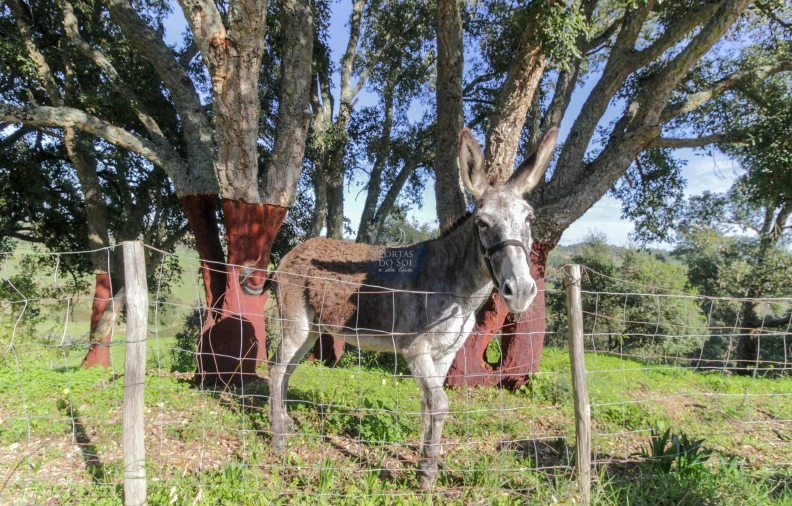 Moradia T2 para Venda em Povoa da Isenta Foto 15