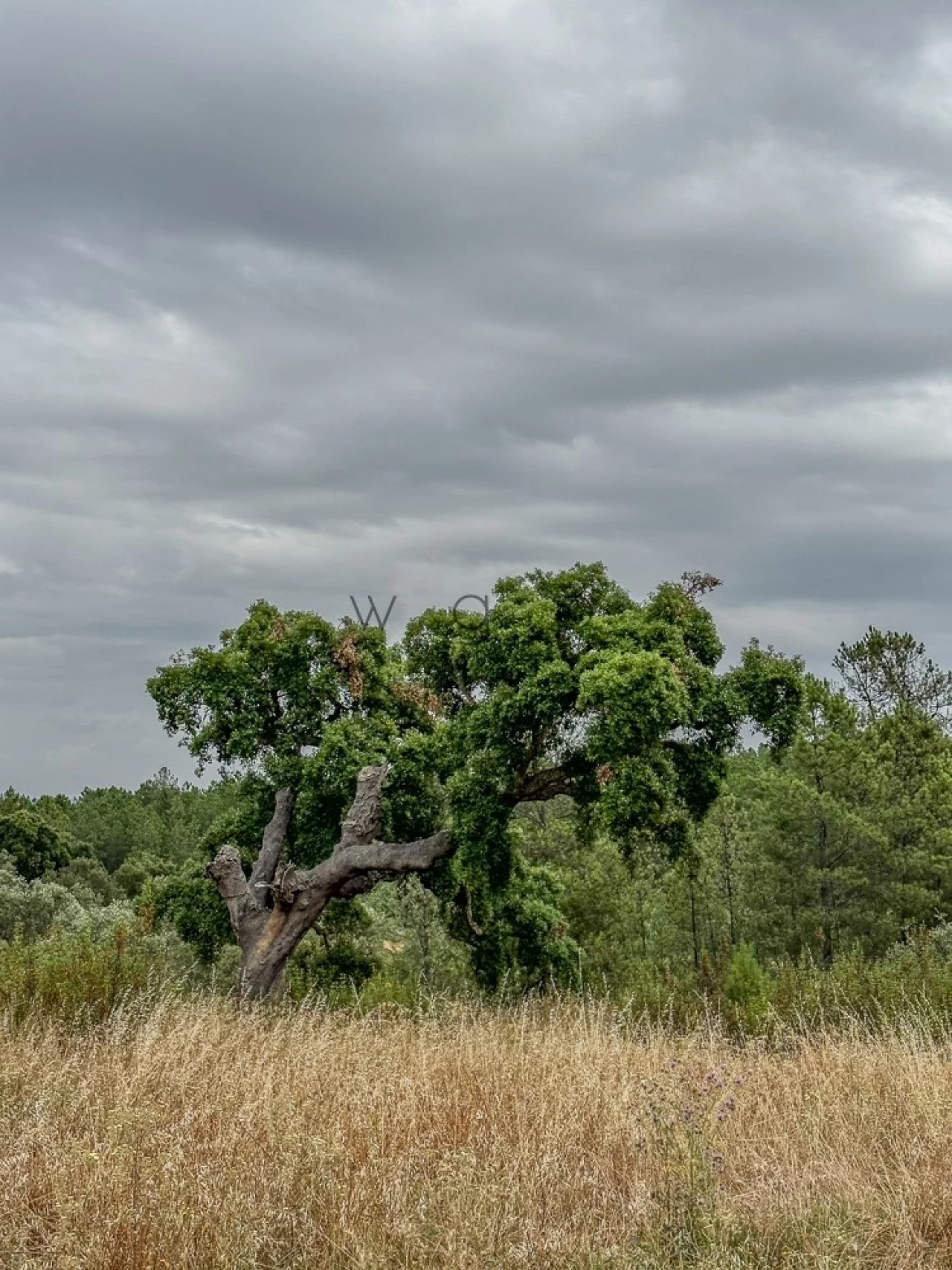 Terreno para Venda em Benquerenças Foto 8