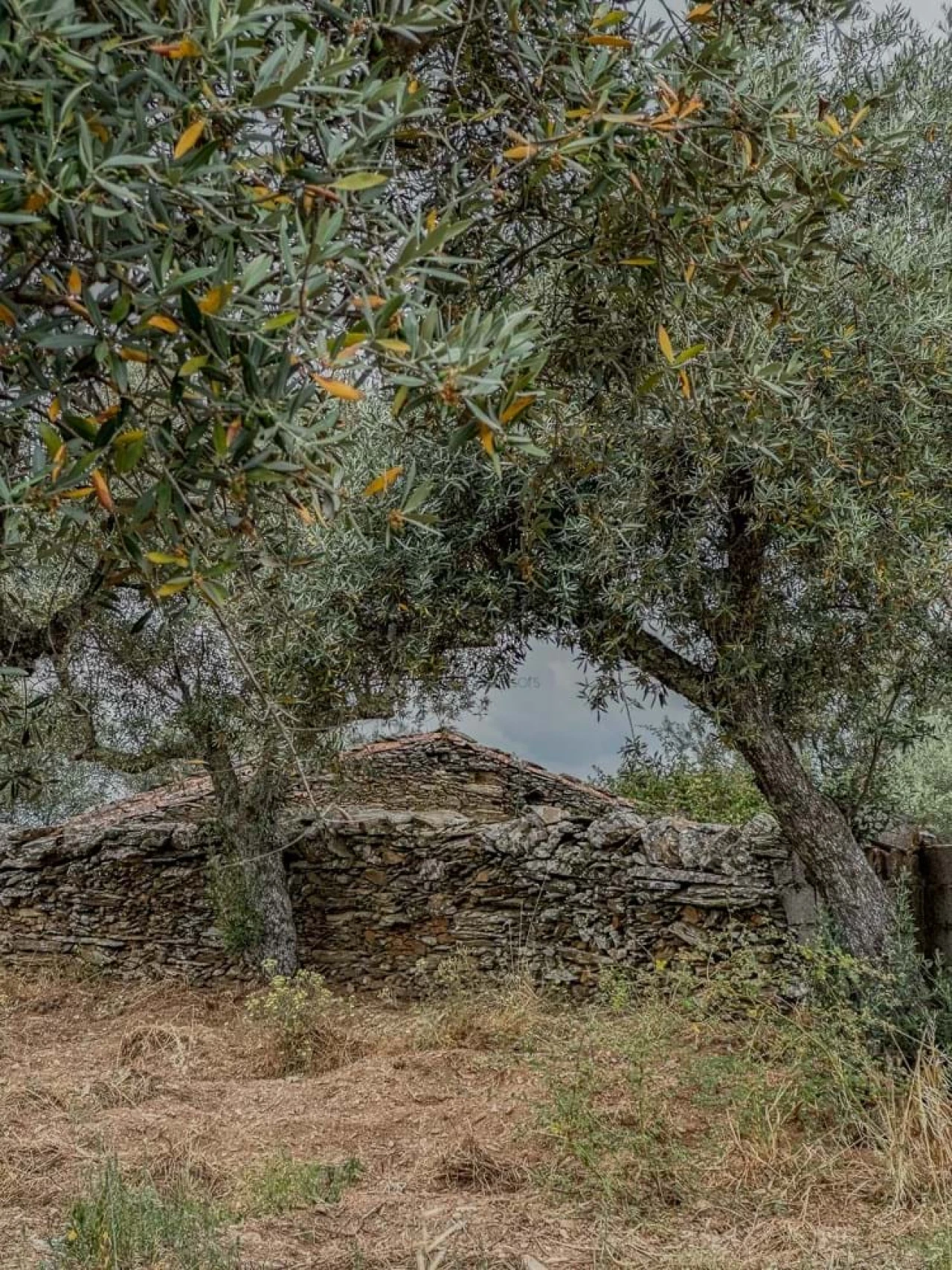 Terreno para Venda em Benquerenças Foto 6