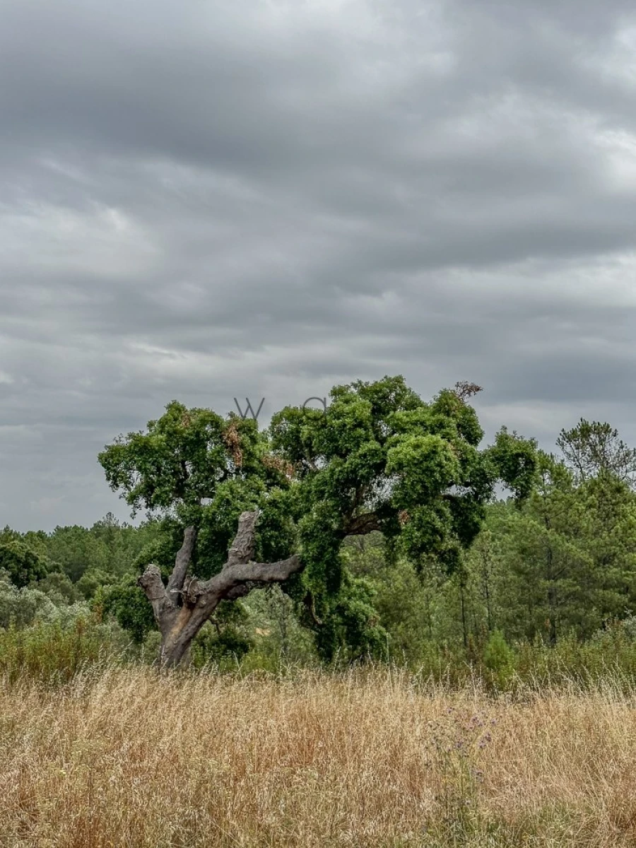 Terreno para Venda em Benquerenças Foto 8