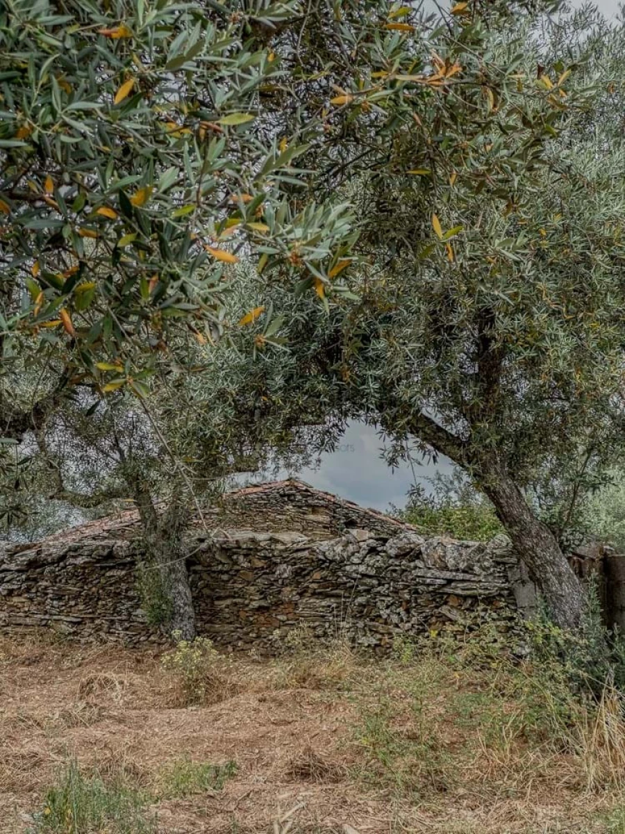 Terreno para Venda em Benquerenças Foto 6