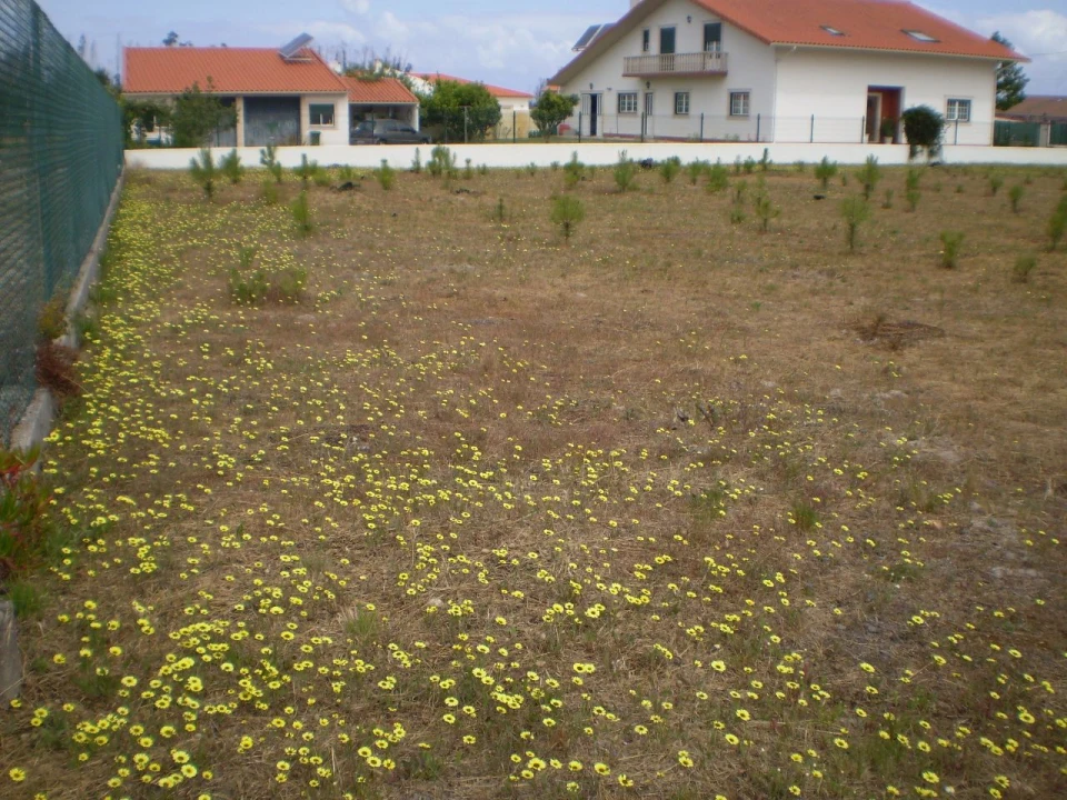 Terreno para Venda em Vieira de Leiria Foto 5