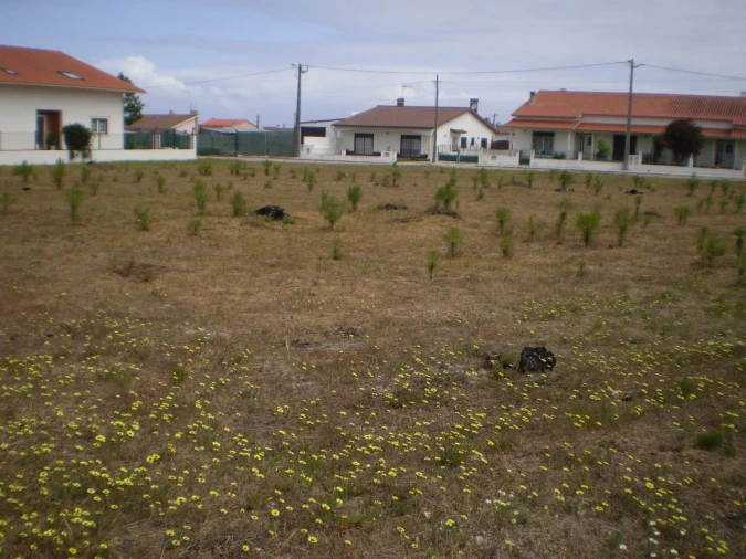 Terreno para Venda em Vieira de Leiria Foto 6