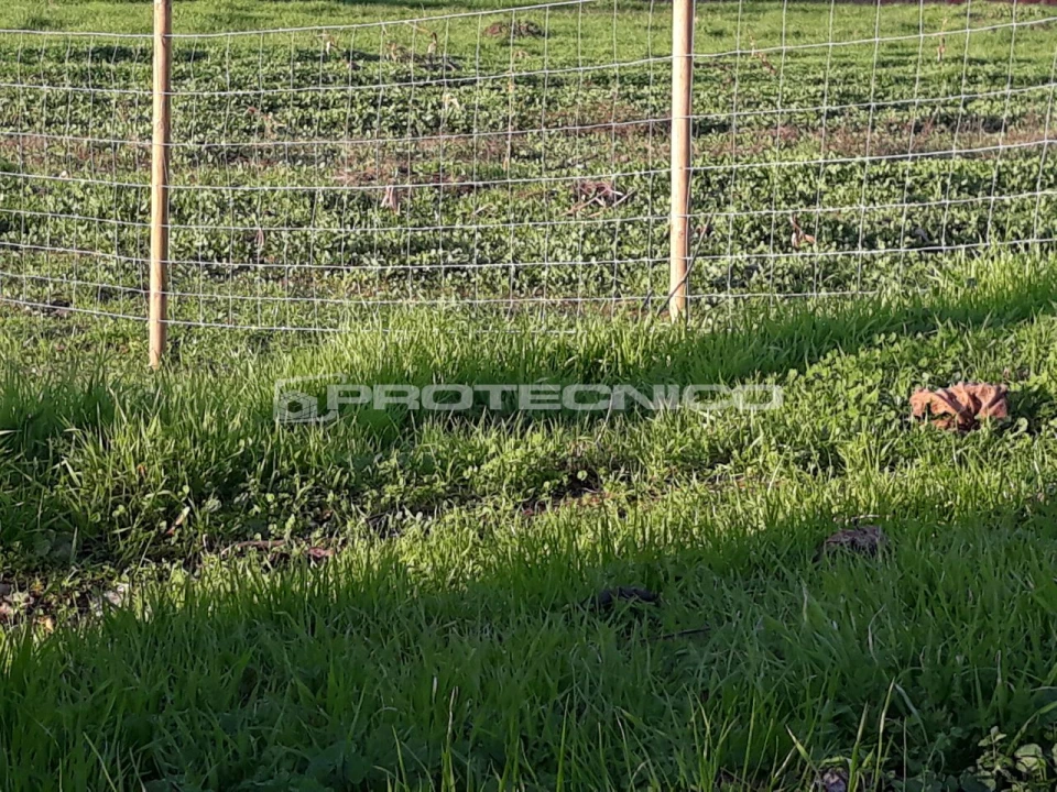 Terreno para Venda em Sarrazola Foto 5