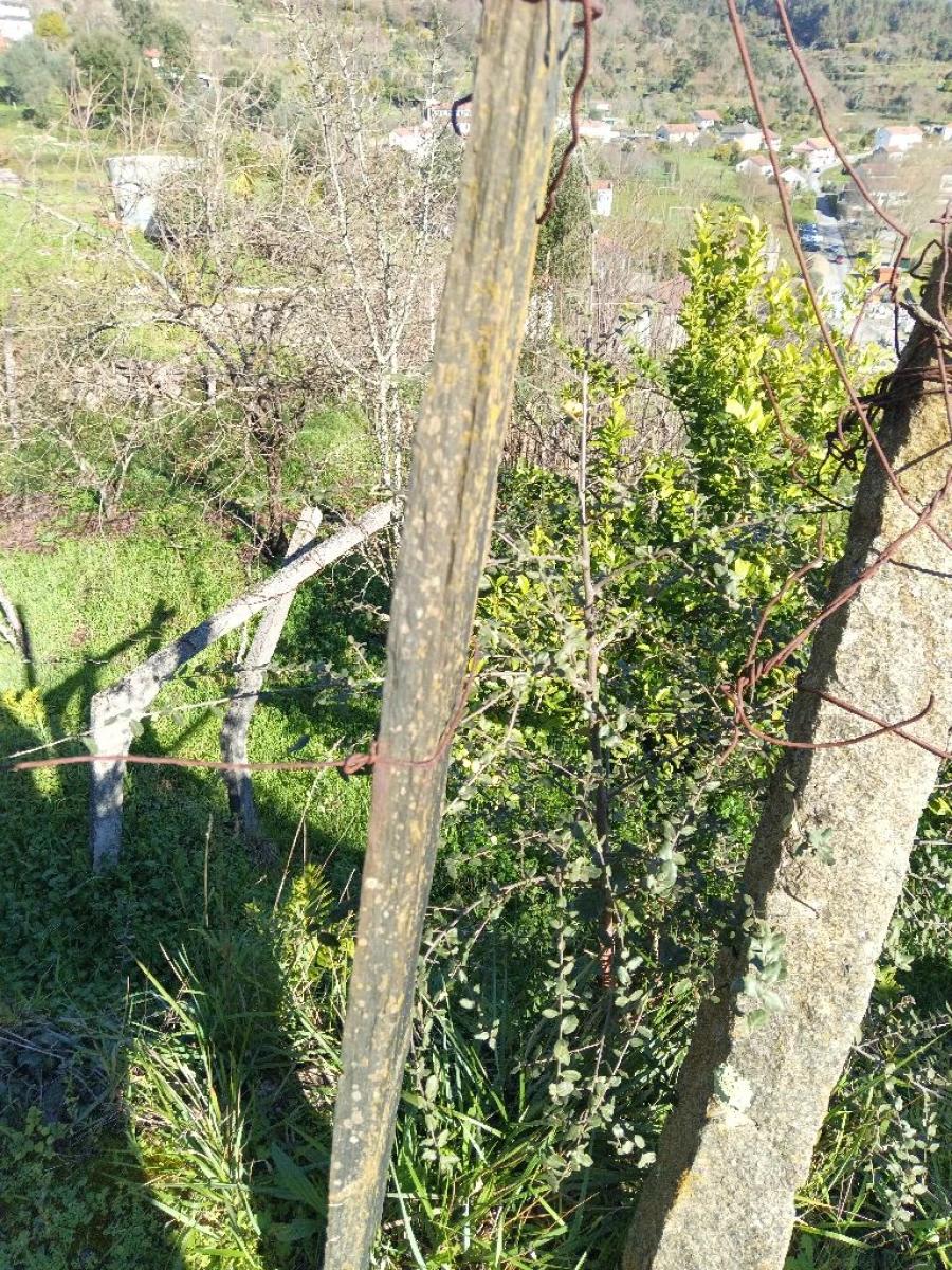 Quinta T3 para Venda em Lugar do Castelo Foto 16