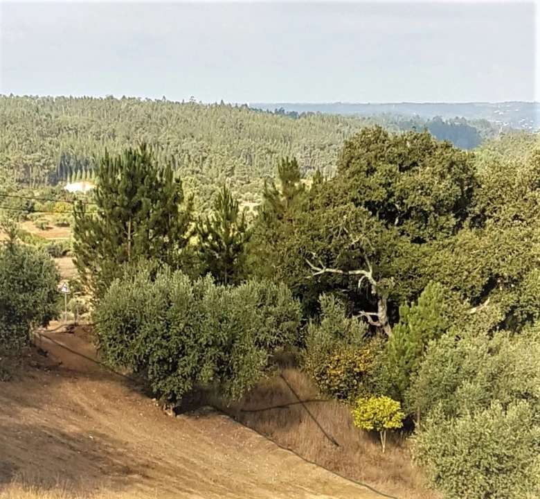 Terreno para Venda em Montes de Verigo Foto 4