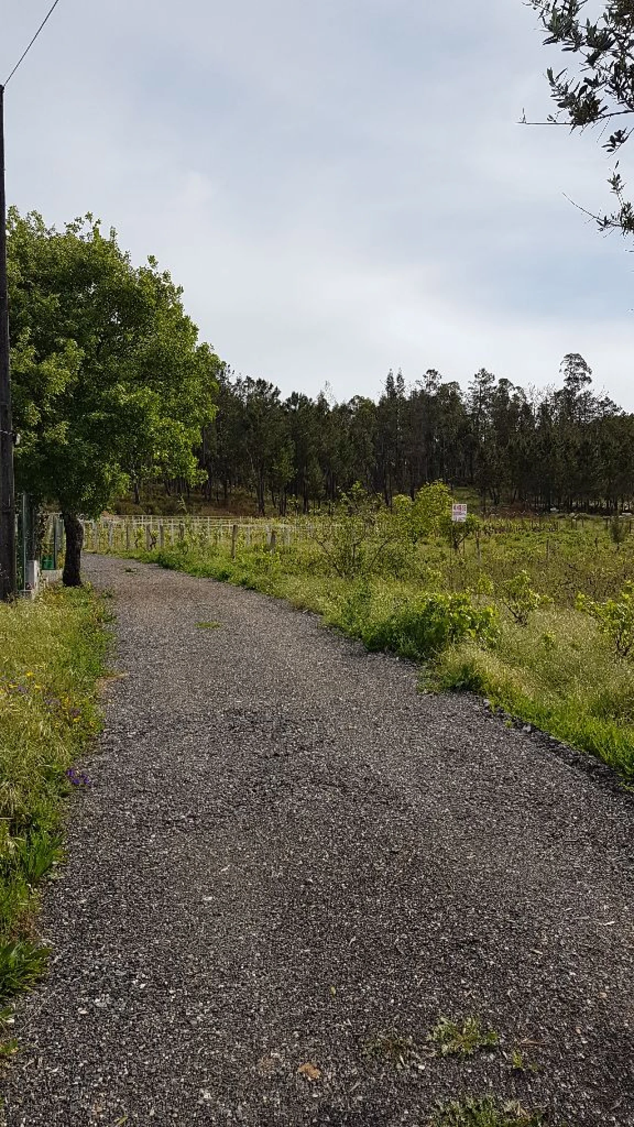Terreno para Venda em Água Tavessa Foto 2