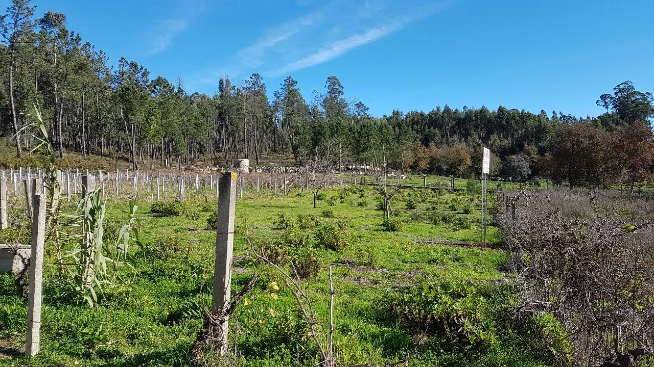Terreno para Venda em Água Tavessa Foto 4