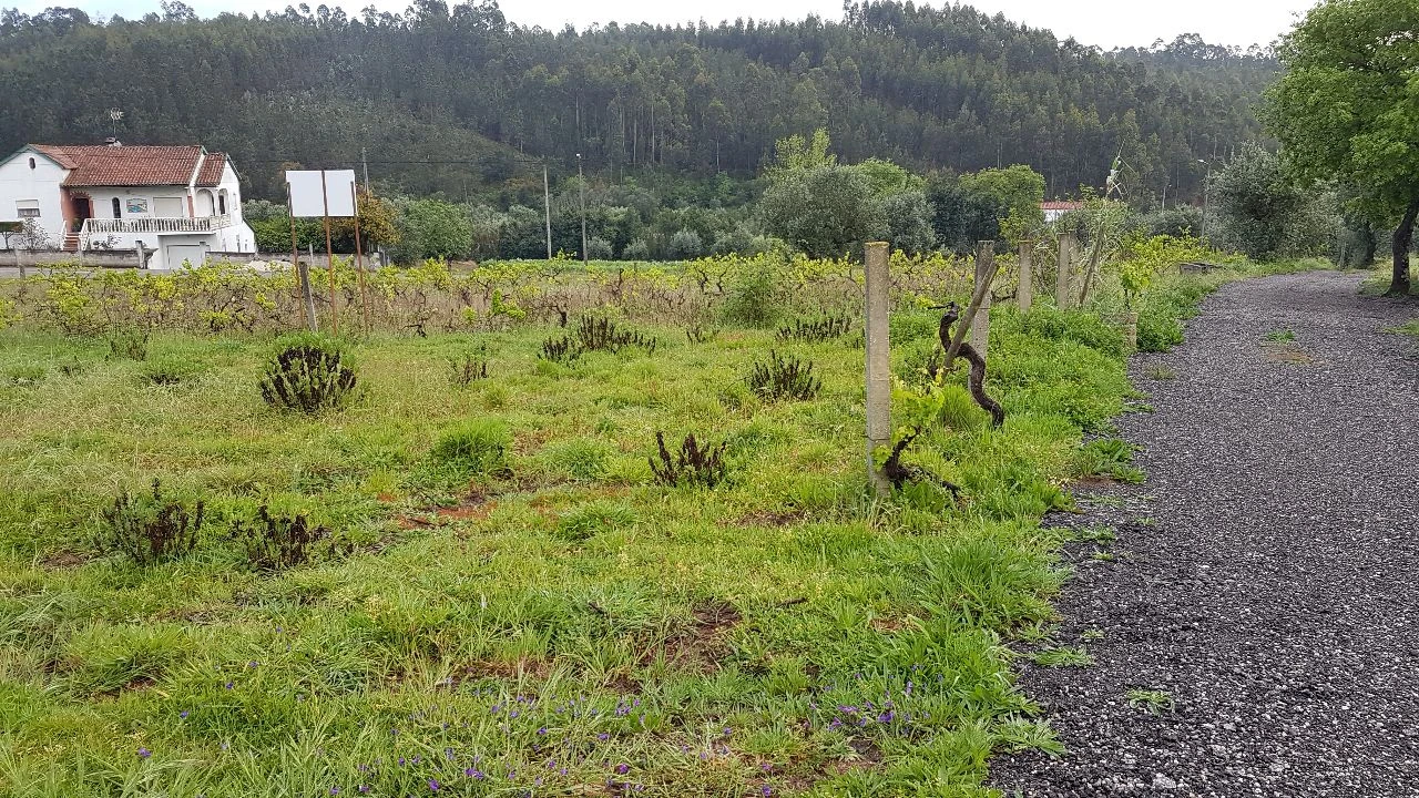 Terreno para Venda em Água Tavessa Foto 5