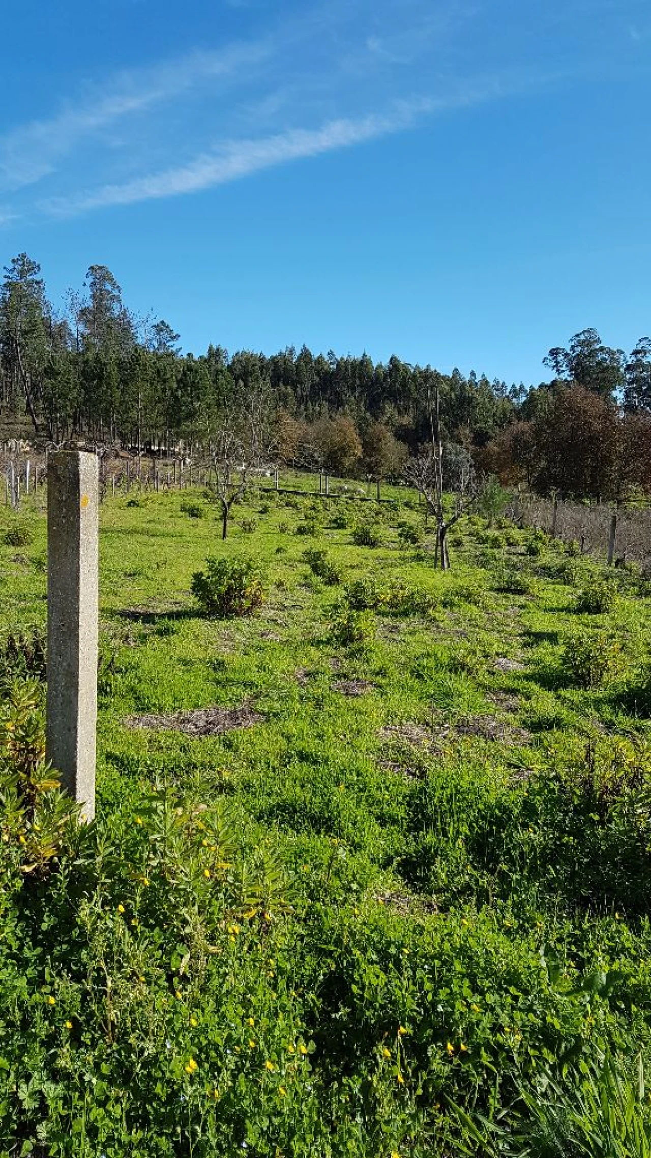 Terreno para Venda em Água Tavessa Foto 6