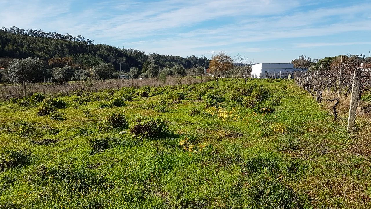 Terreno para Venda em Água Tavessa Foto 7