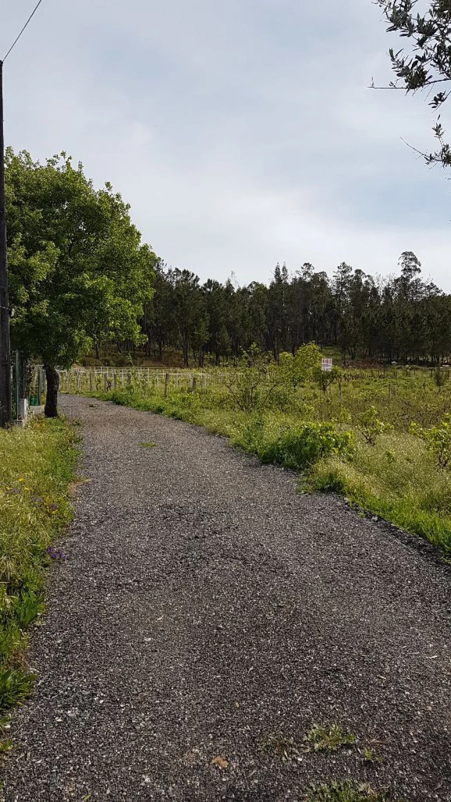 Terreno para Venda em Água Tavessa Foto 2