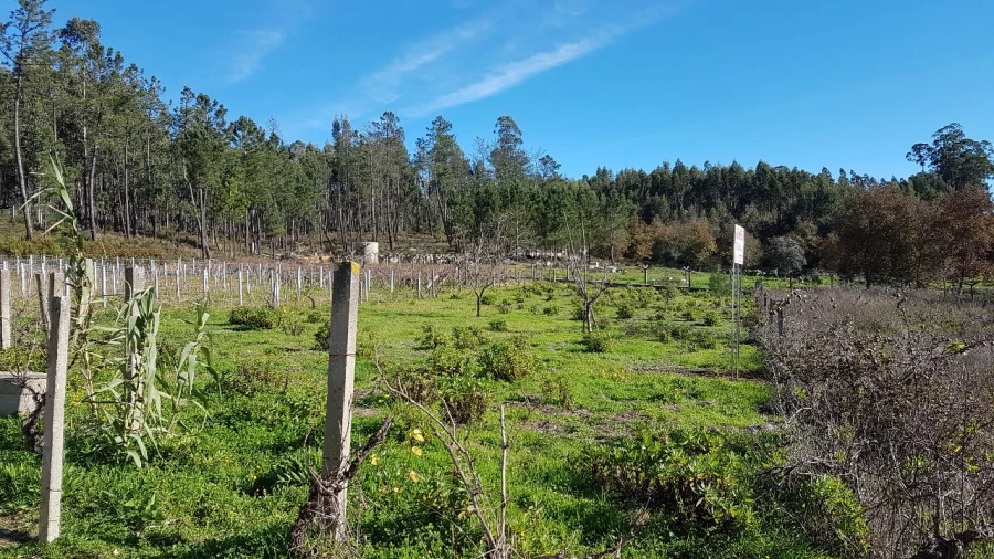 Terreno para Venda em Água Tavessa Foto 4
