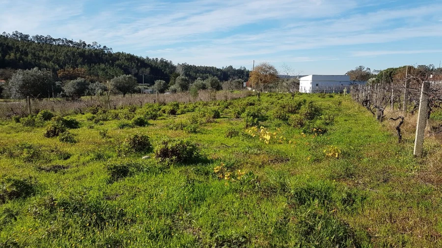 Terreno para Venda em Água Tavessa Foto 7