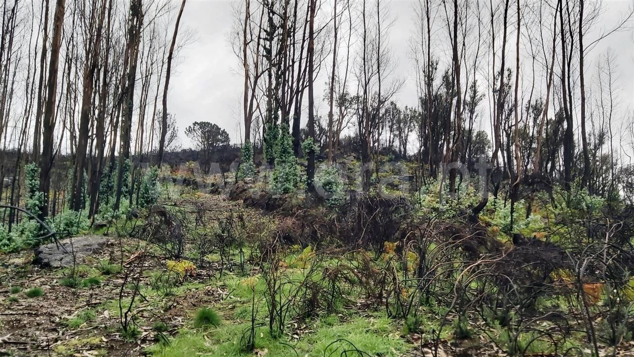 Terreno Misto para Venda em Ajude Foto 9