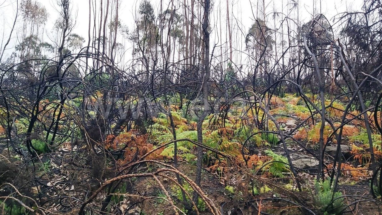 Terreno Misto para Venda em Ajude Foto 13