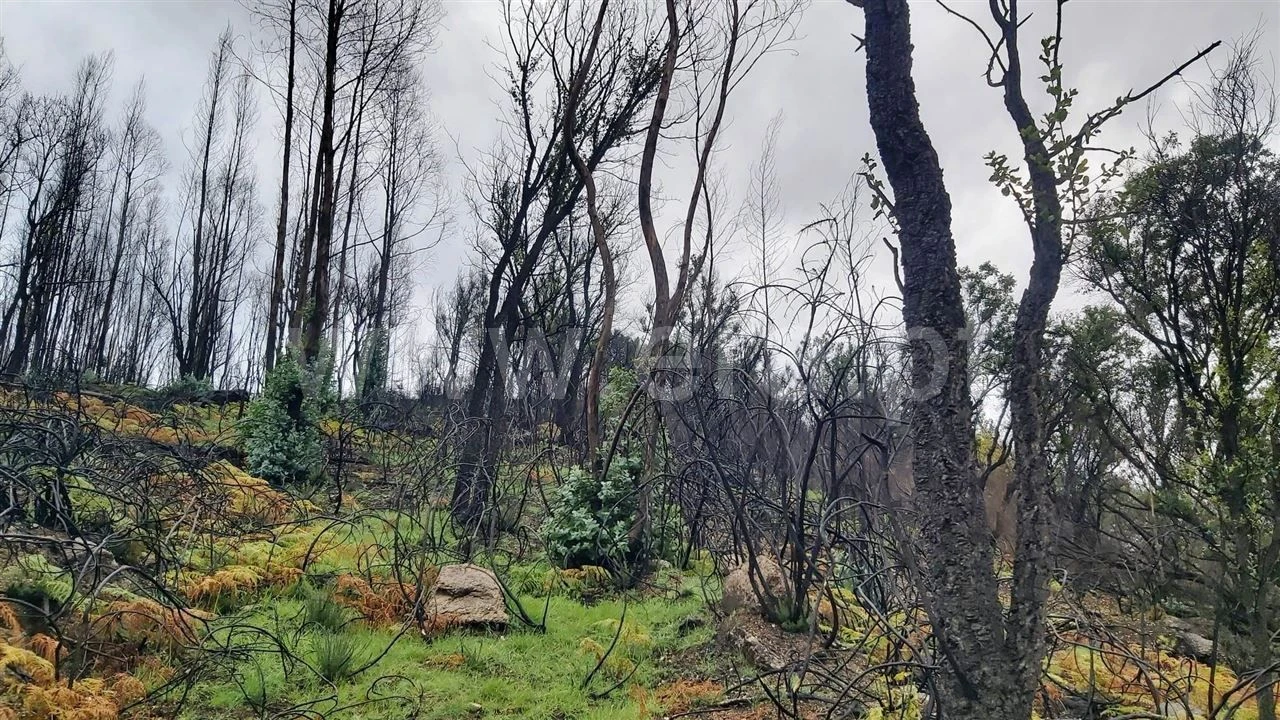 Terreno Misto para Venda em Ajude Foto 10