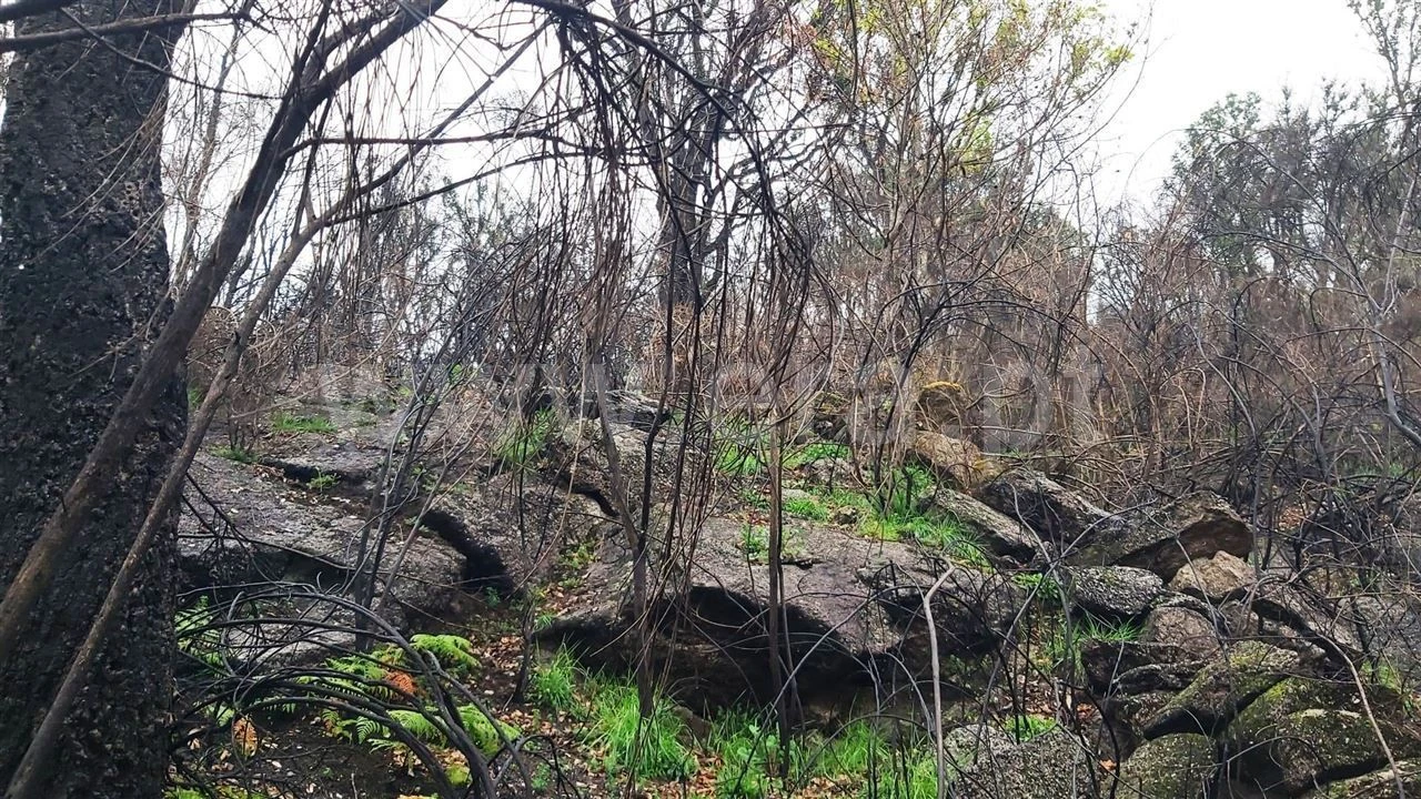 Terreno Misto para Venda em Ajude Foto 16