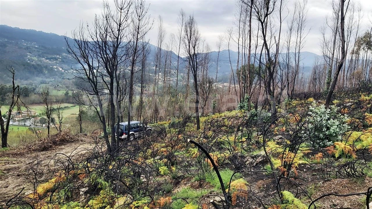 Terreno Misto para Venda em Ajude Foto 12
