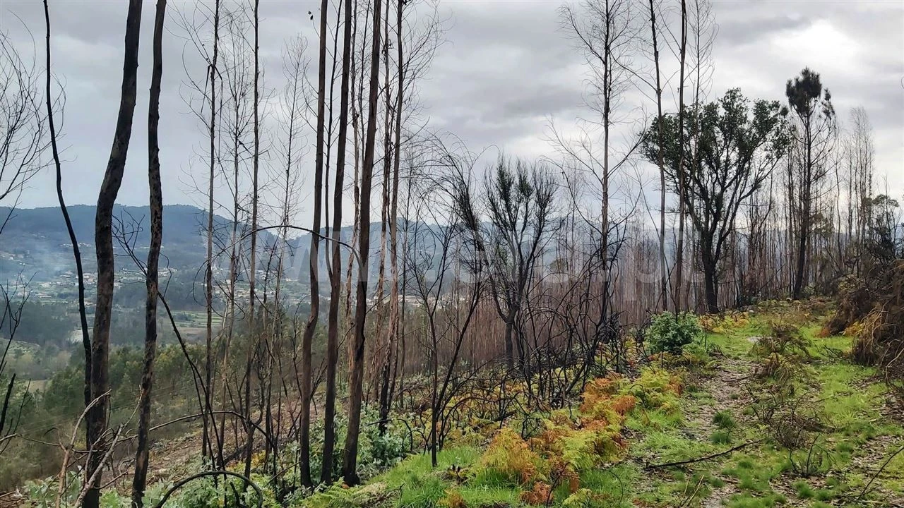 Terreno Misto para Venda em Ajude Foto 15