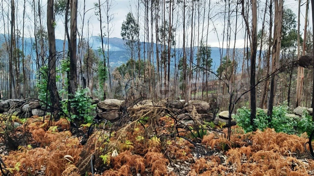 Terreno Misto para Venda em Ajude Foto 20