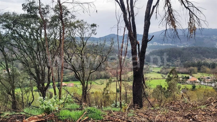 Terreno Misto para Venda em Ajude Foto 6