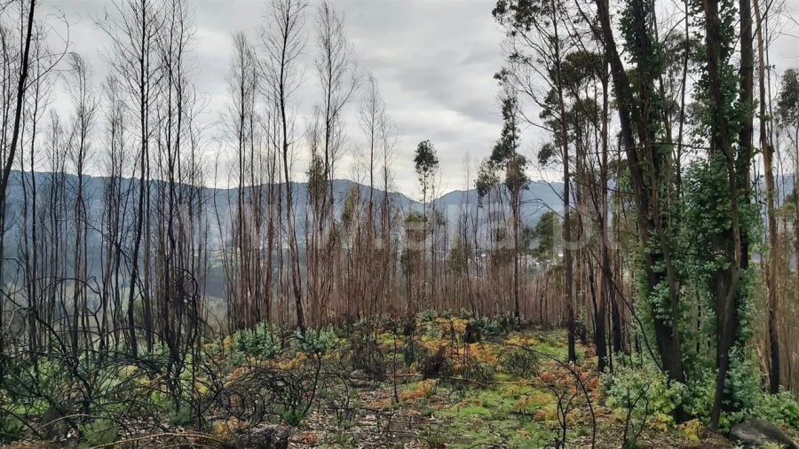 Terreno Misto para Venda em Ajude Foto 7
