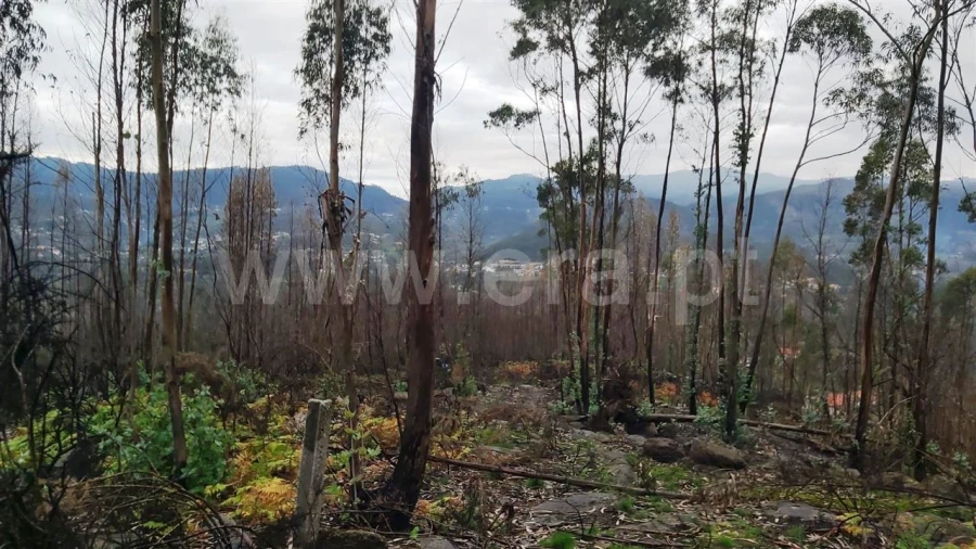 Terreno Misto para Venda em Ajude Foto 5