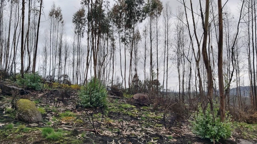 Terreno Misto para Venda em Ajude Foto 8