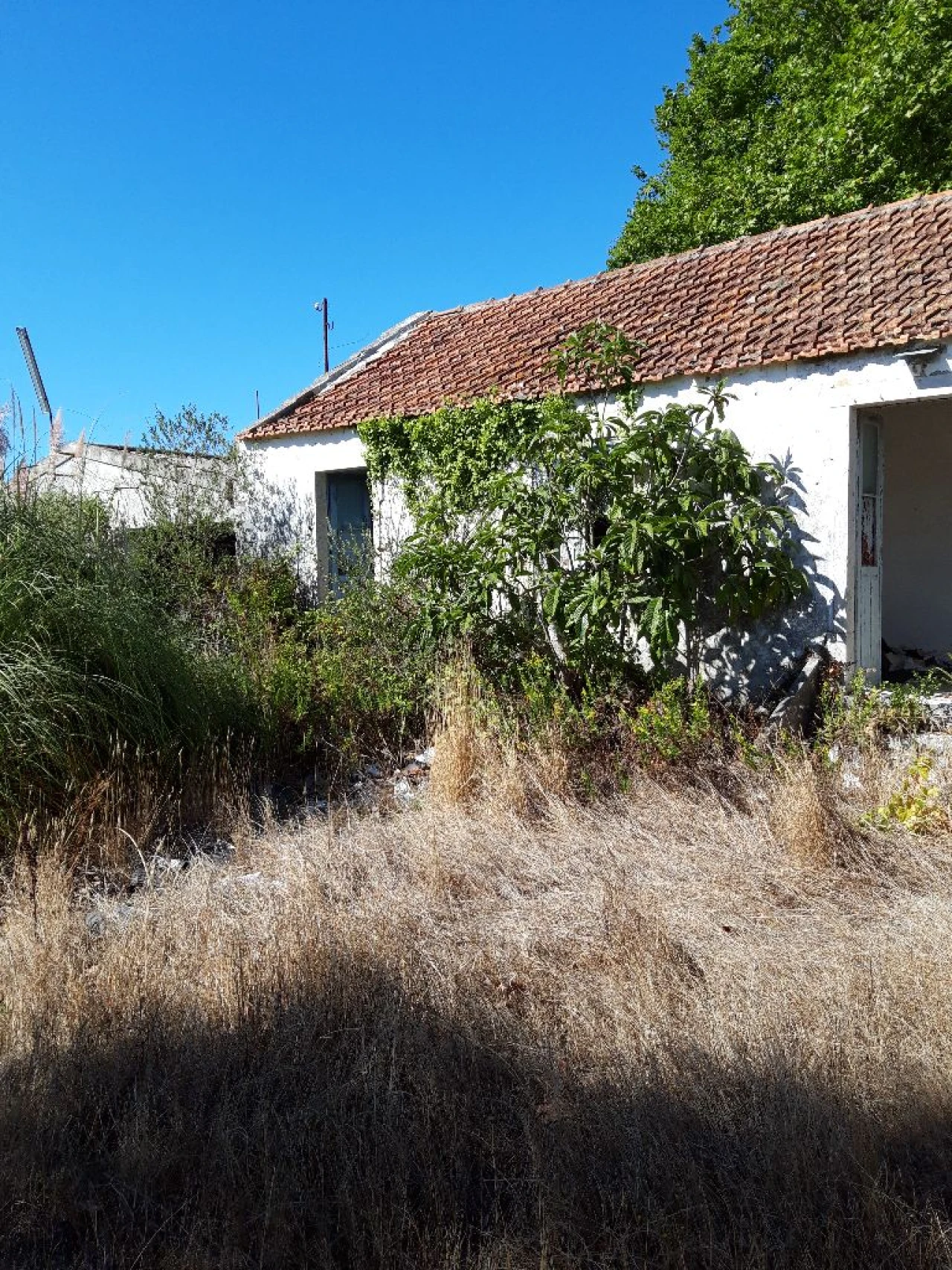 Prédio para Venda em Pero Pinheiro Foto 36