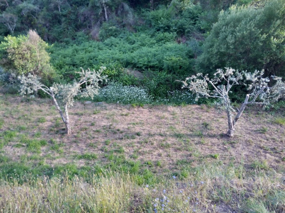 Negócio para Venda em Descoberto Foto 1