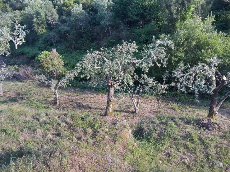 Negócio para Venda em Descoberto Foto 3