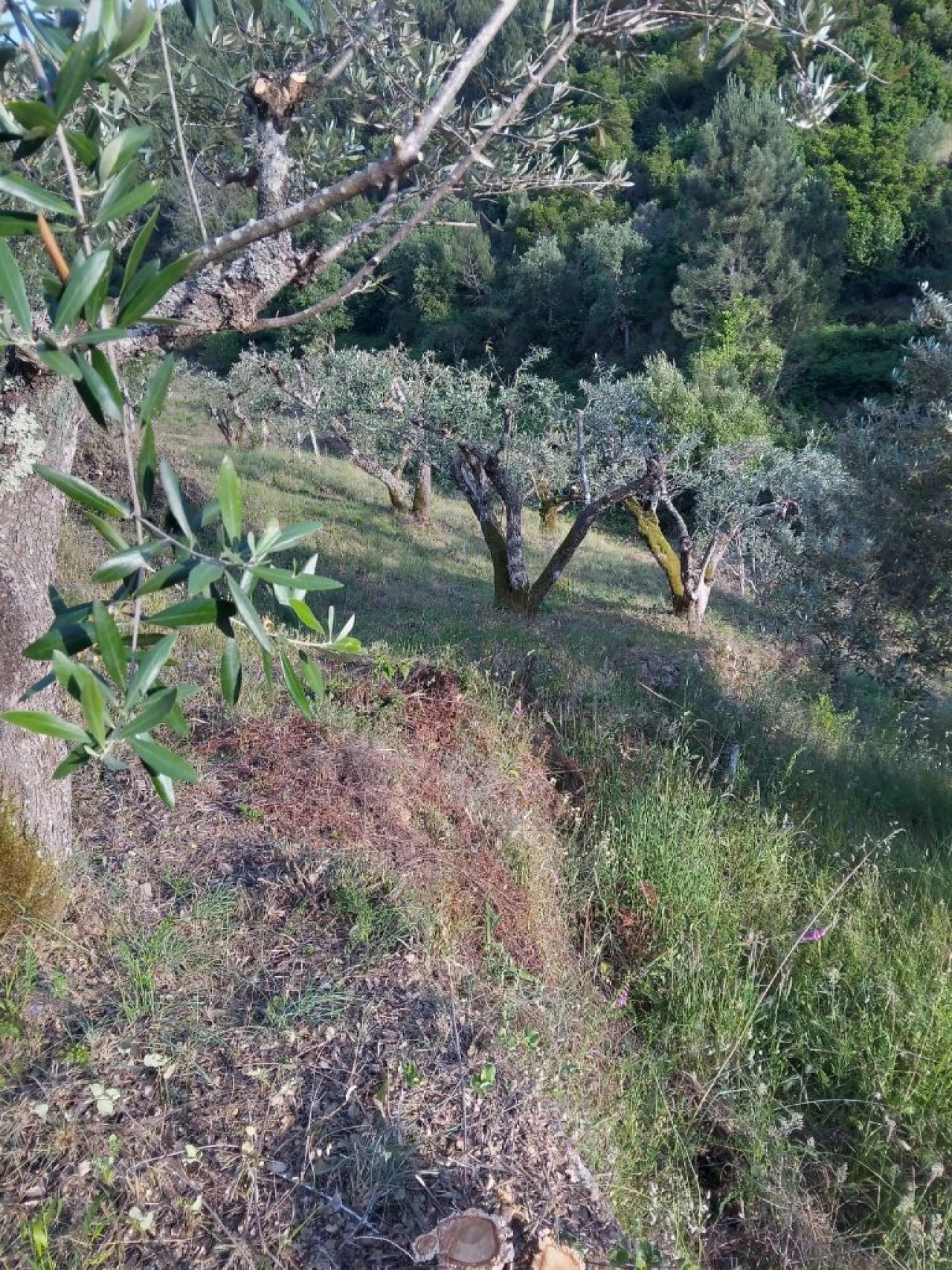 Negócio para Venda em Descoberto Foto 4
