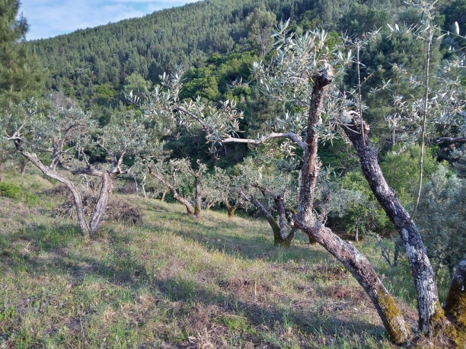 Negócio para Venda em Descoberto Foto 5