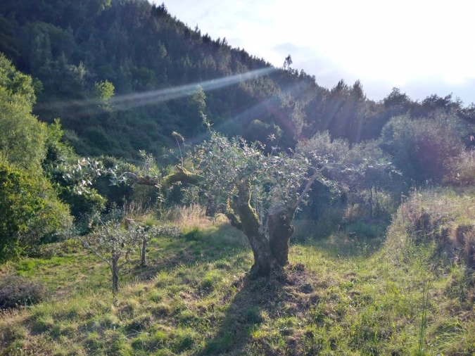 Negócio para Venda em Descoberto Foto 2